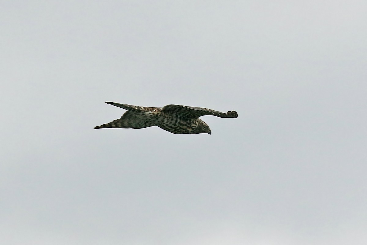 American Goshawk - ML121494731