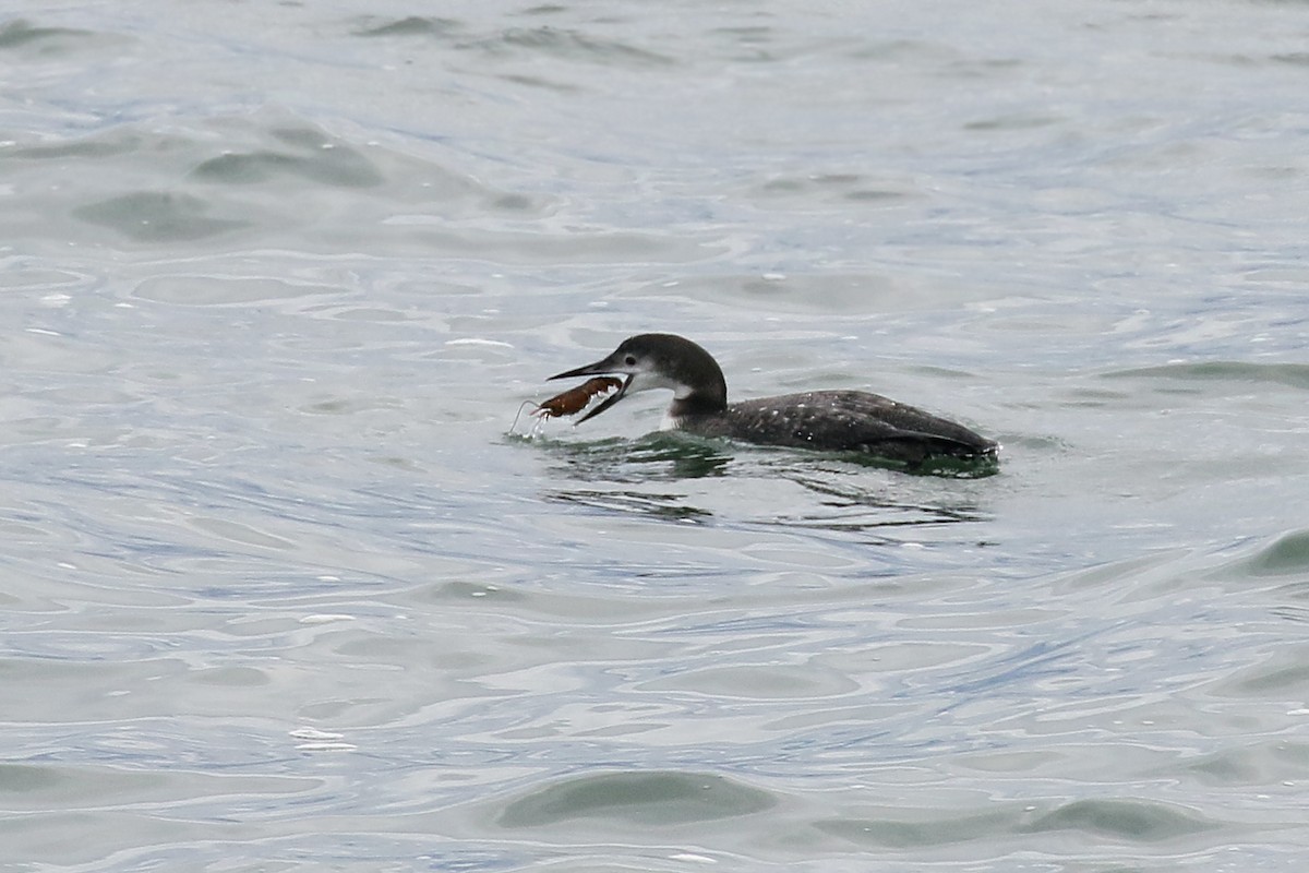 Common Loon - ML121496721