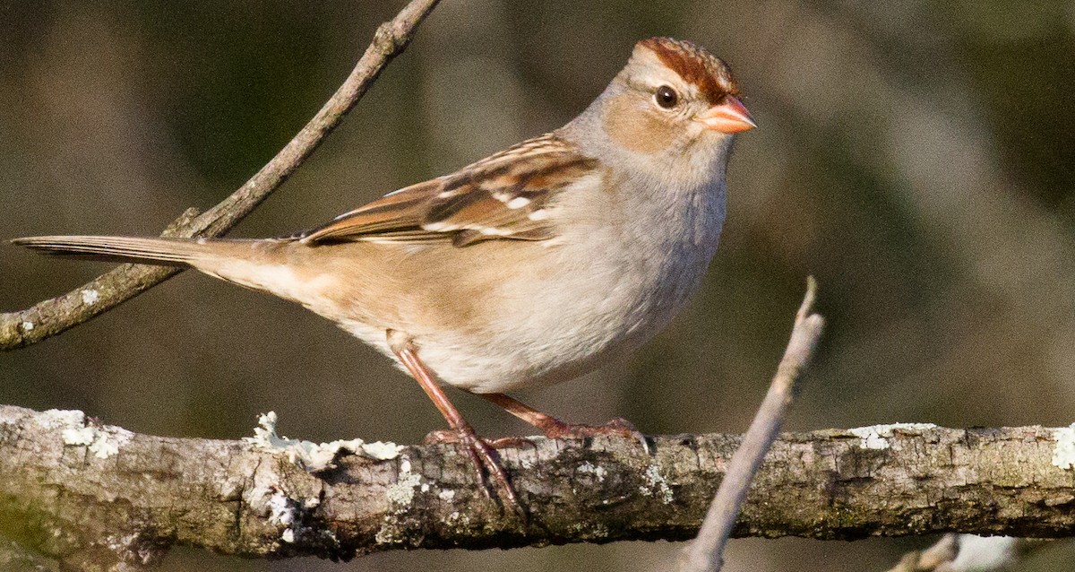 White-crowned Sparrow - ML121498311