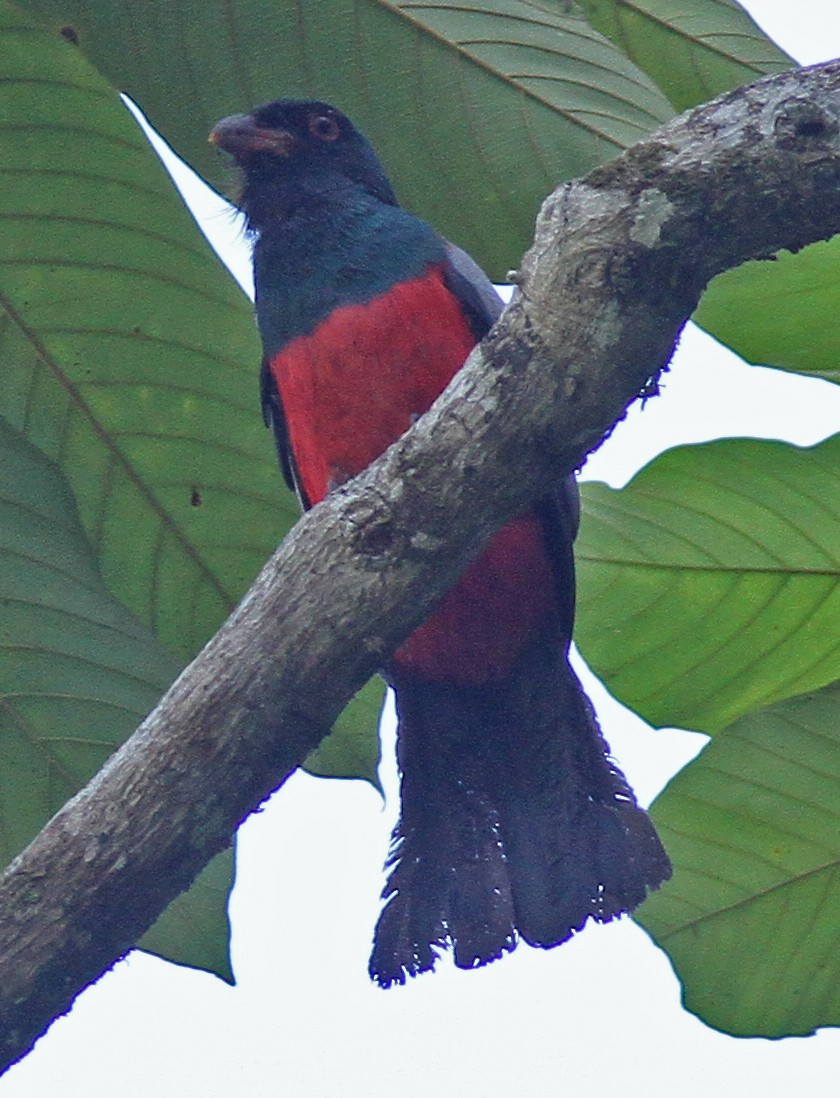 Slaty-tailed Trogon - Larry Sirvio