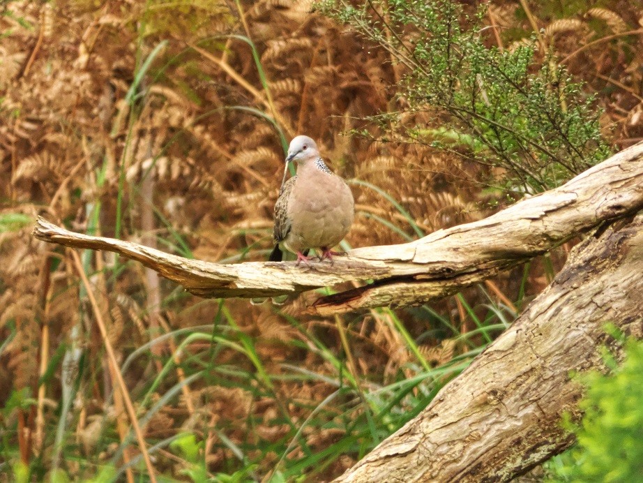 Spotted Dove - ML121499541