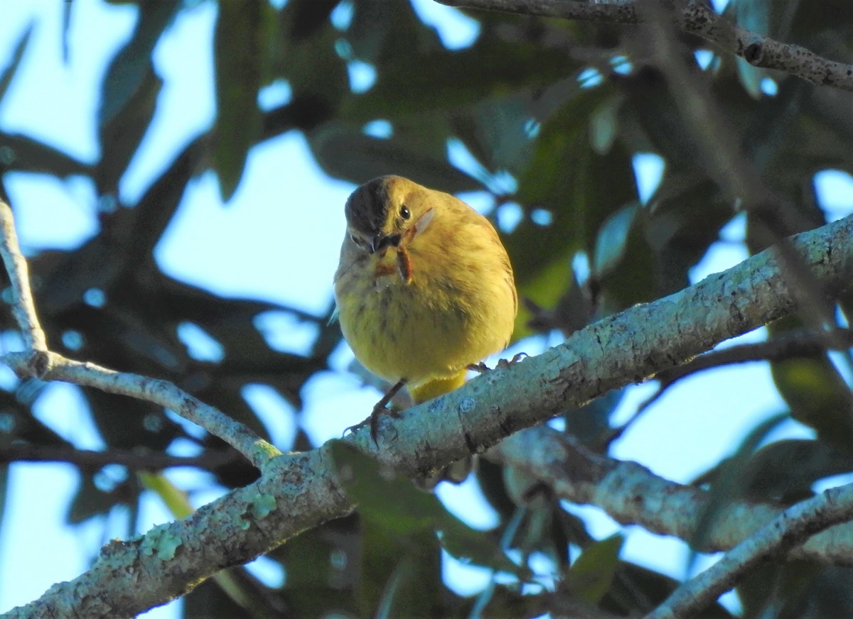 Palm Warbler (Yellow) - Valentina Roumi