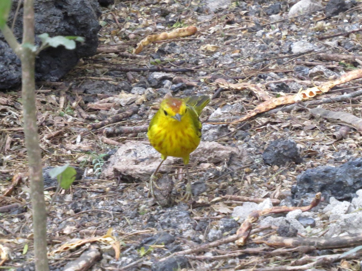 Yellow Warbler (Galapagos) - ML121500661