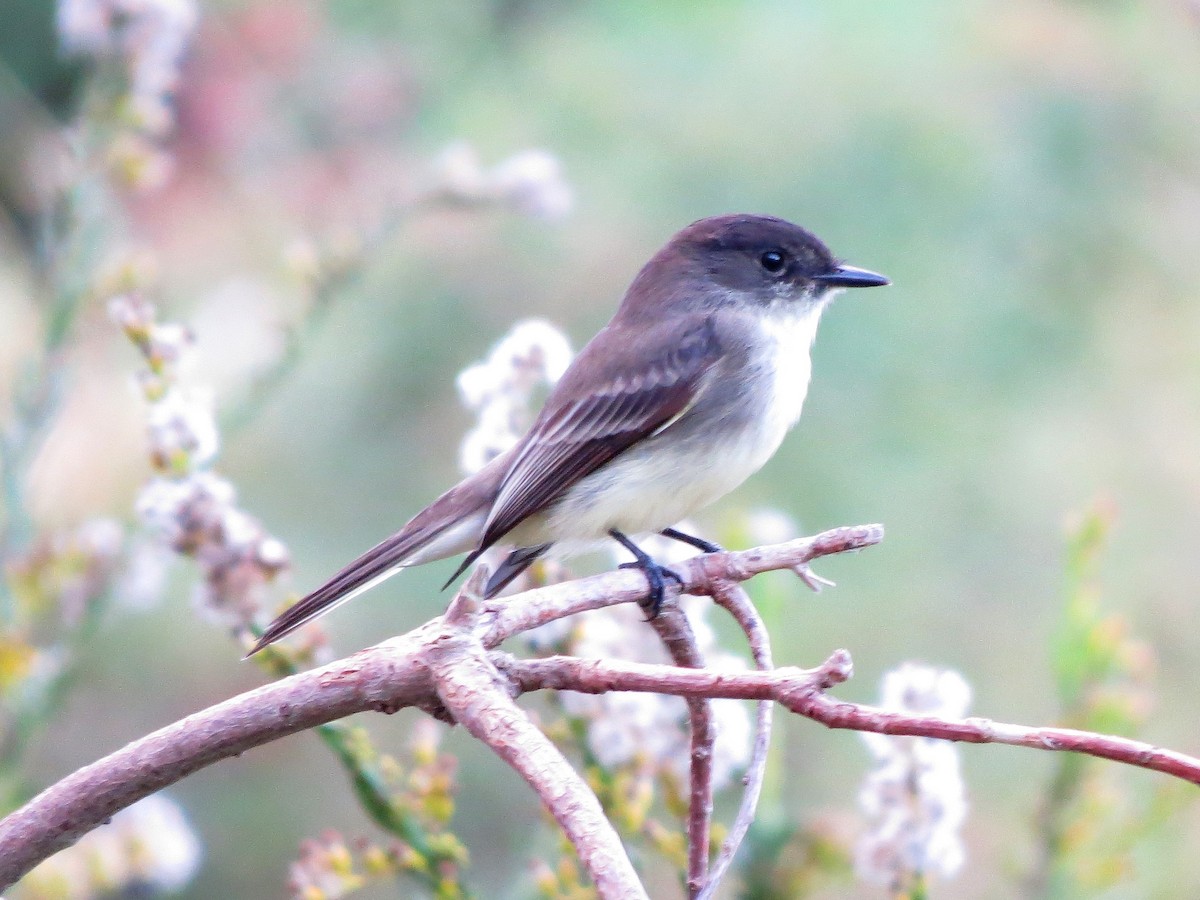 Eastern Phoebe - ML121503541