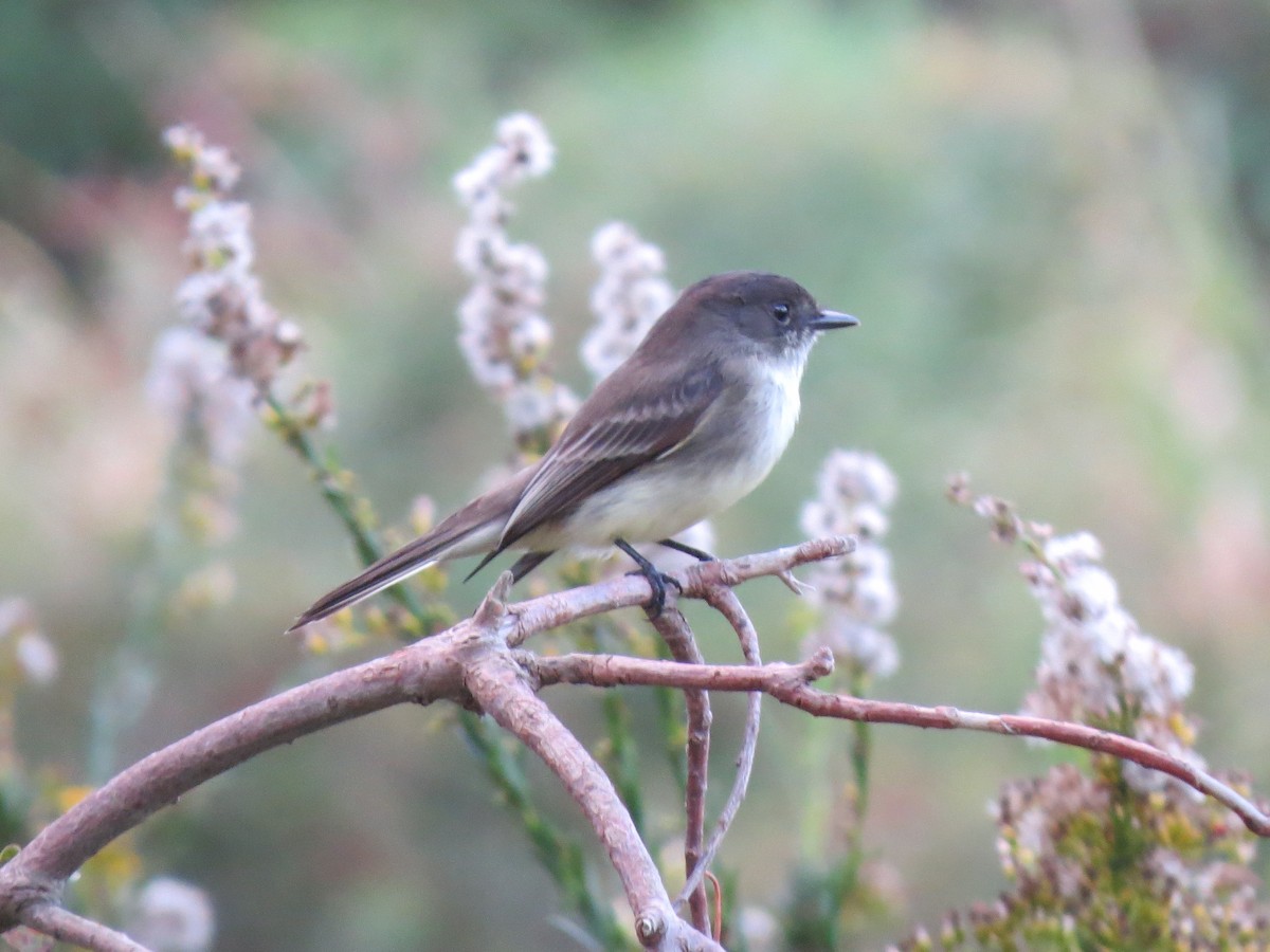 Eastern Phoebe - ML121503621