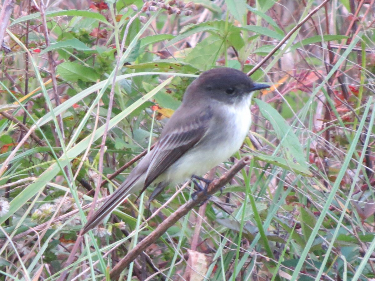 Eastern Phoebe - ML121503681