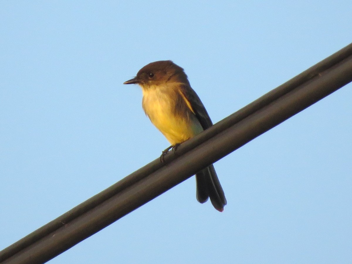 Eastern Phoebe - ML121503891