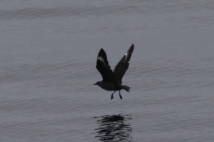 South Polar Skua - ML121504641