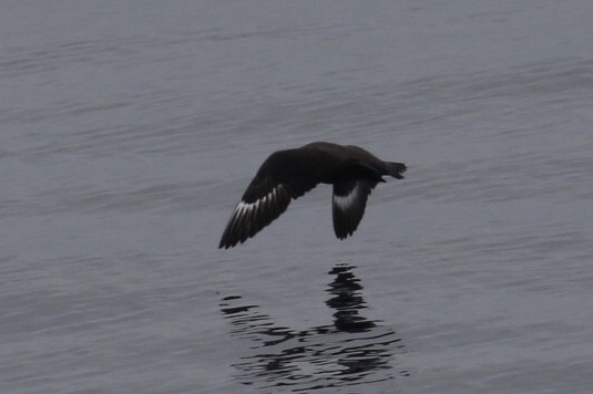 South Polar Skua - ML121504651