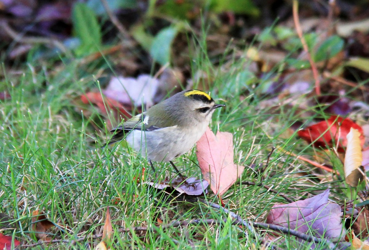 Golden-crowned Kinglet - ML121505611