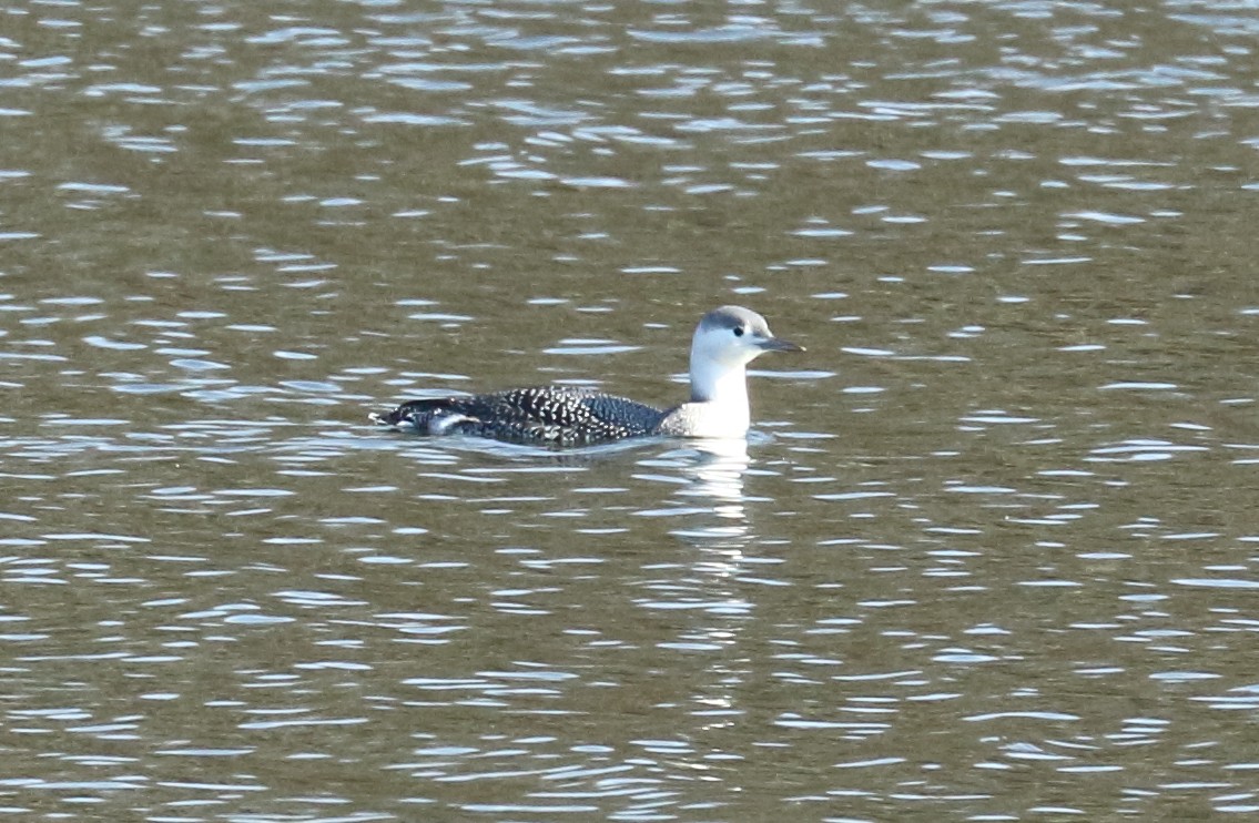 Red-throated Loon - ML121505881