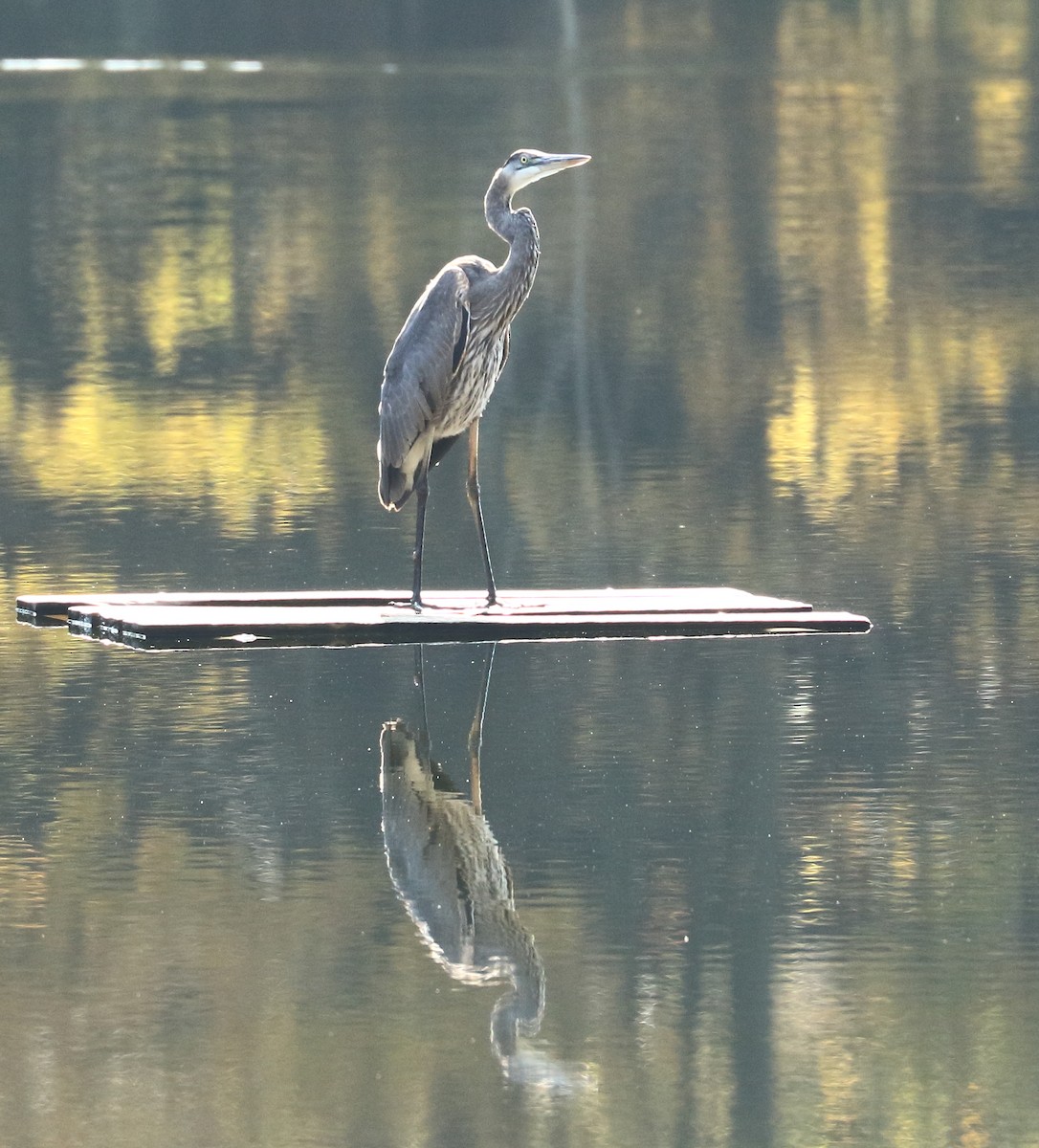 Great Blue Heron - ML121506251