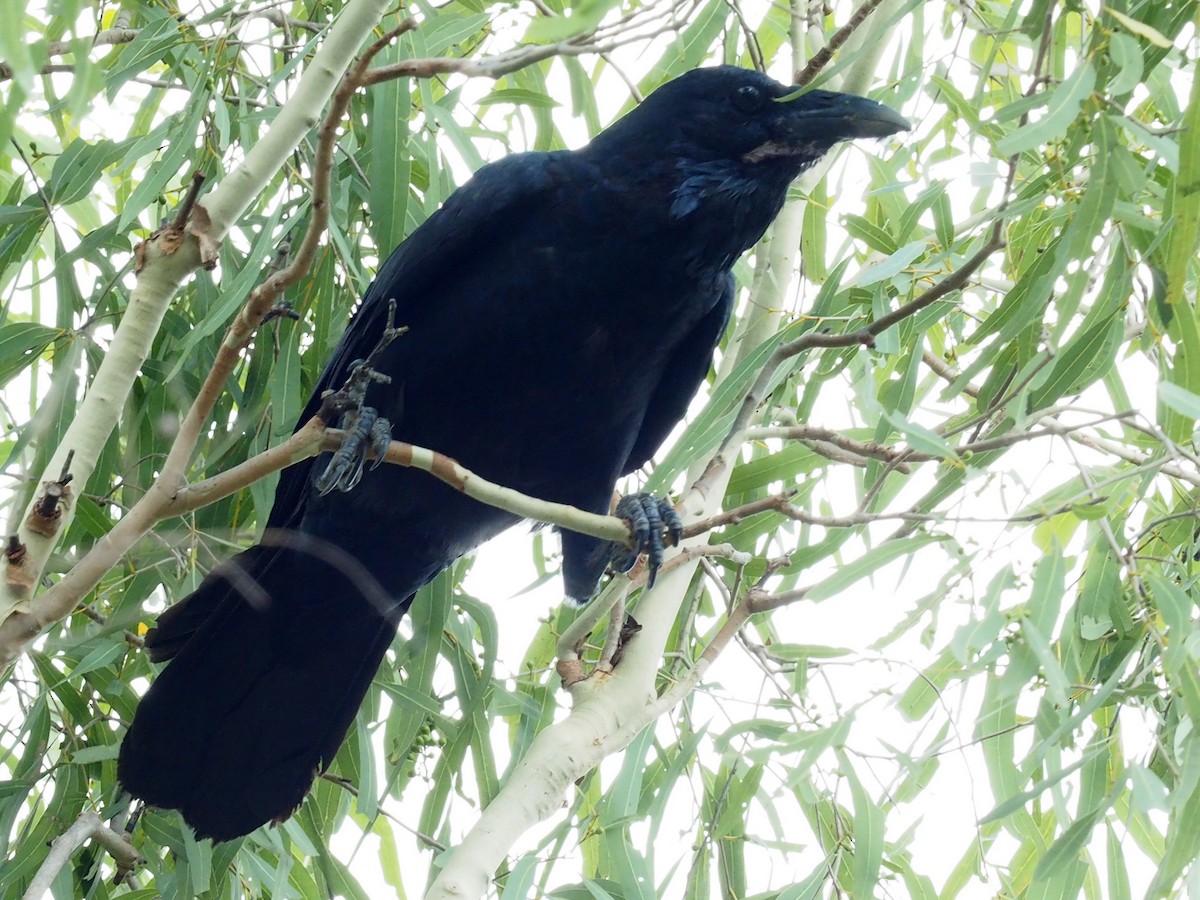 Australian Raven - ML121506841