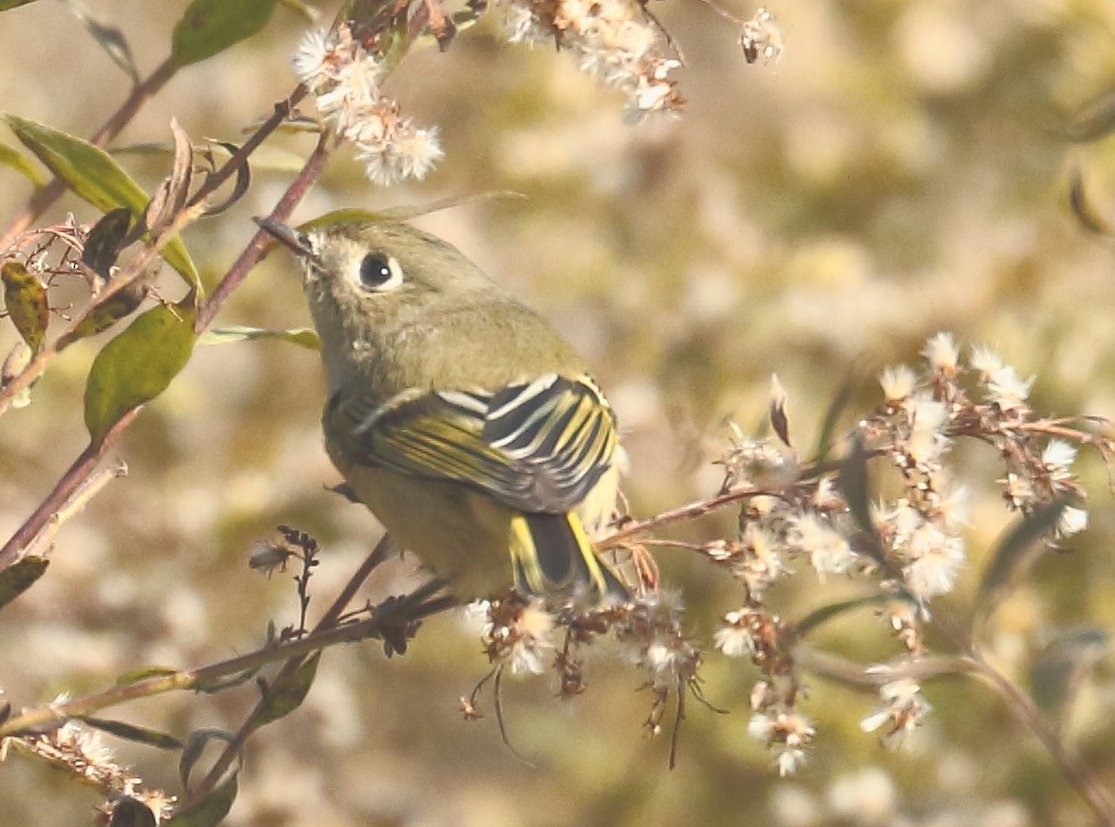 Ruby-crowned Kinglet - ML121507141