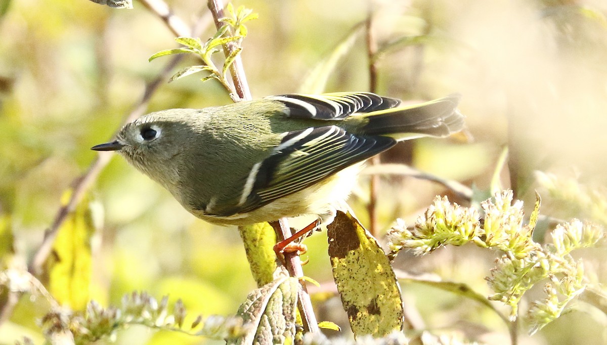 Ruby-crowned Kinglet - ML121507211