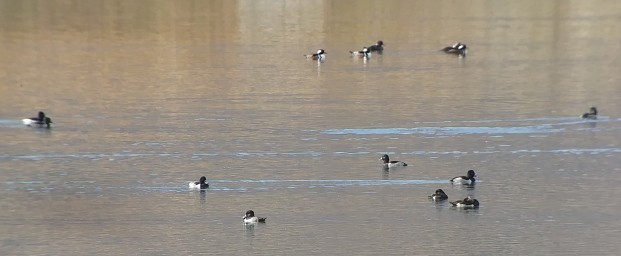 Hooded Merganser - ML121507761