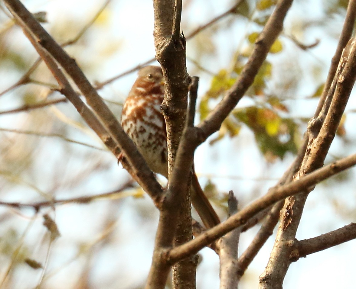 Fox Sparrow - ML121507771