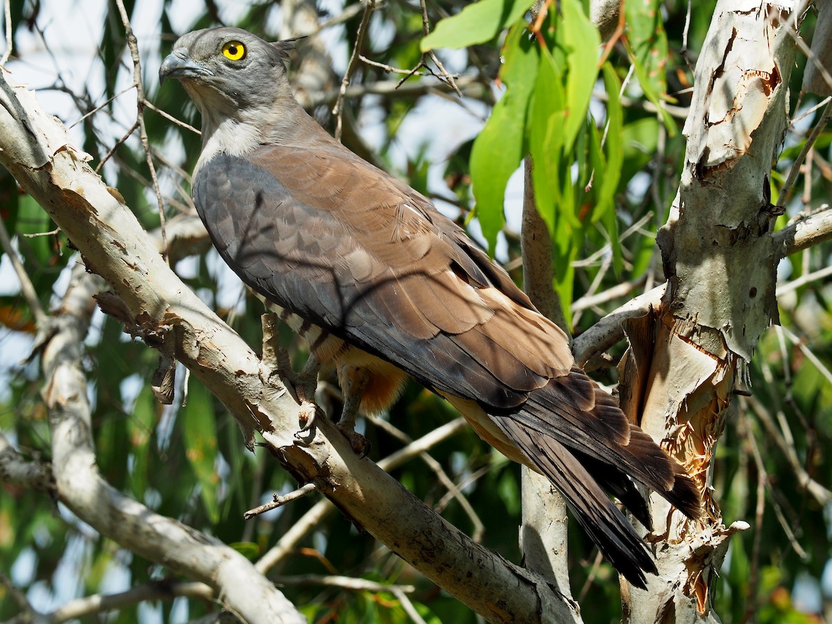 Pacific Baza - ML121508341