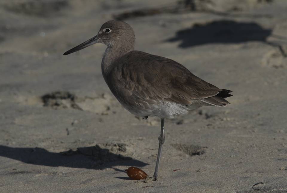 Willet - ML121508811