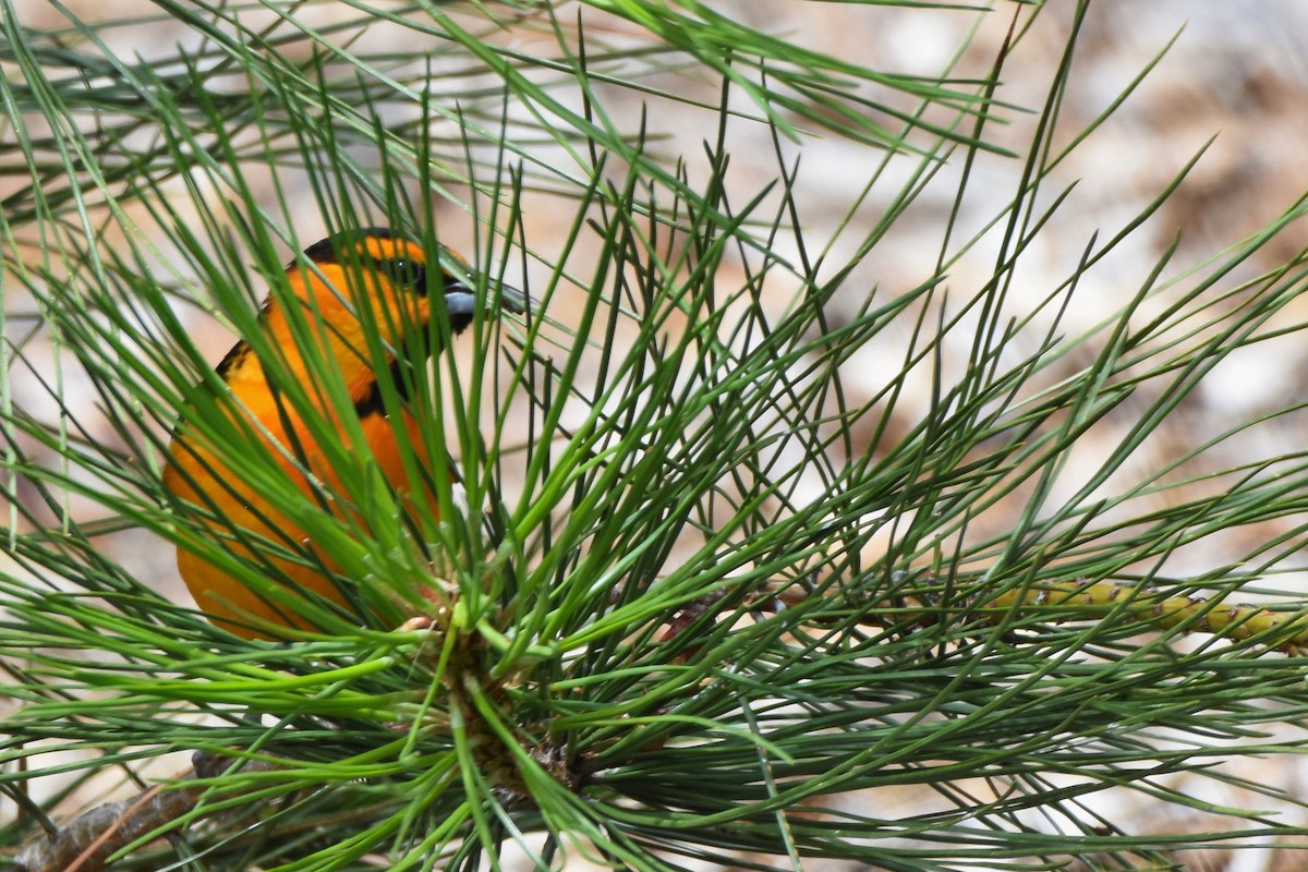 Bullock's Oriole - ML121510771