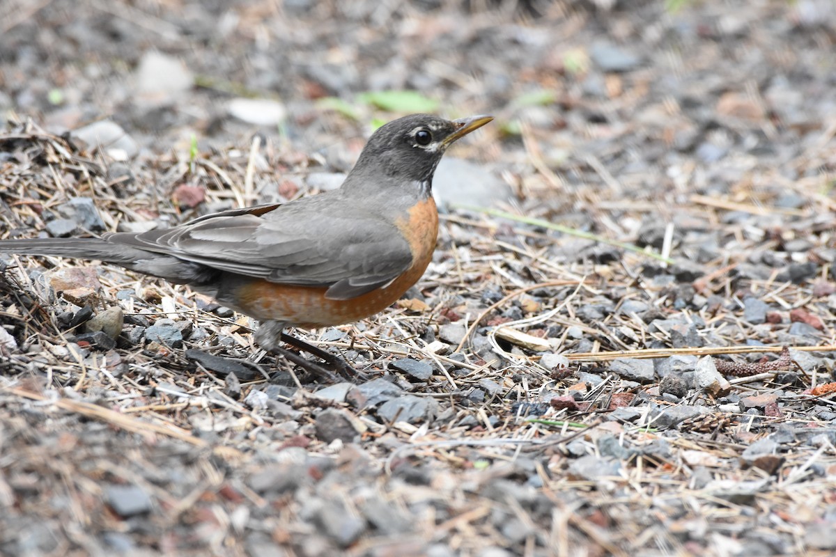 American Robin - Sara Newman