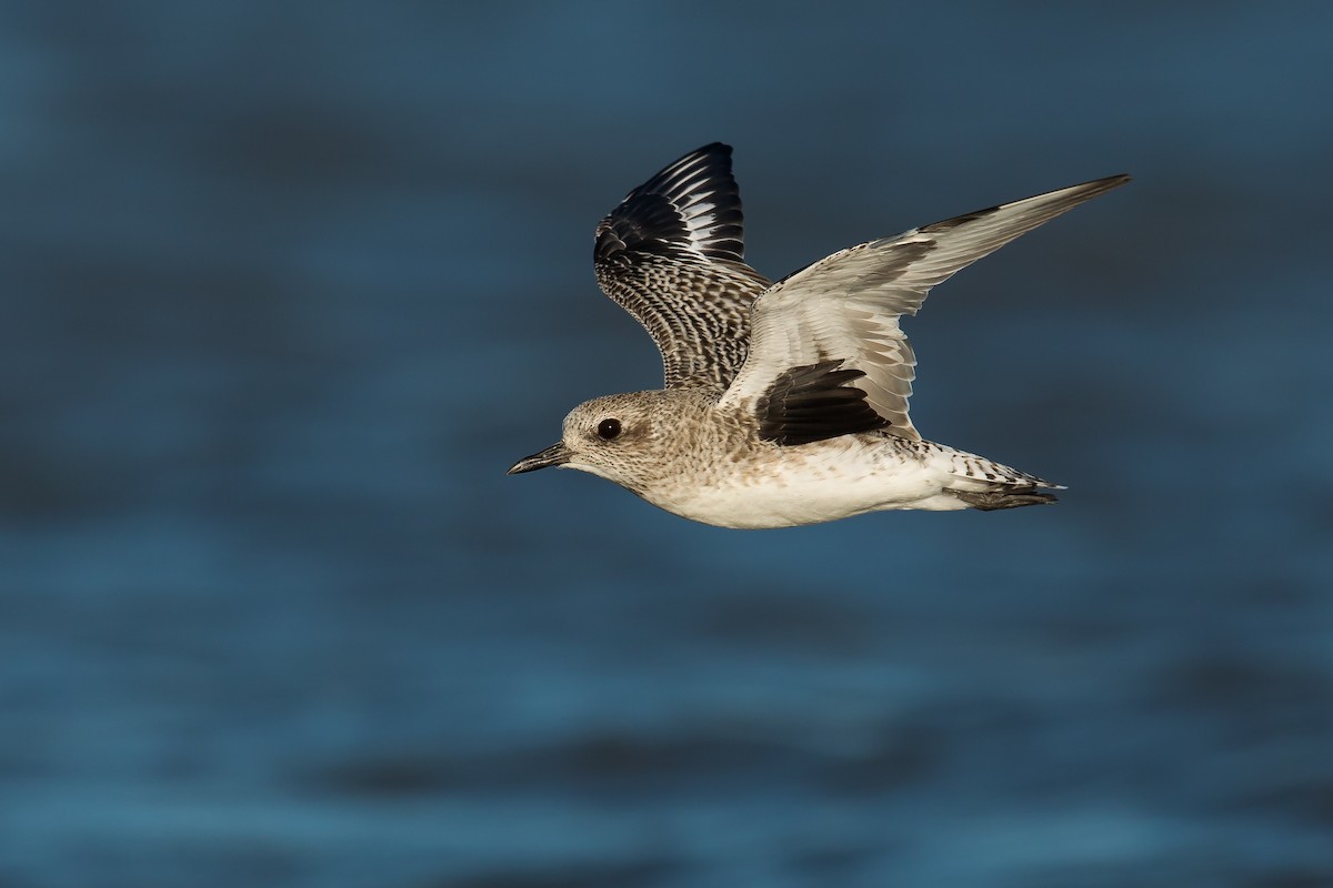 Black-bellied Plover - Dorian Anderson