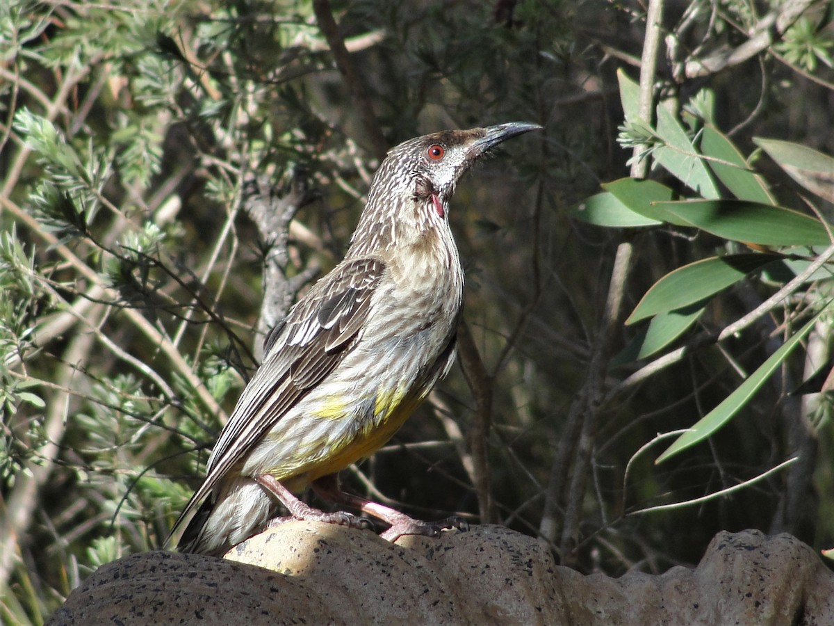 Red Wattlebird - ML121512421