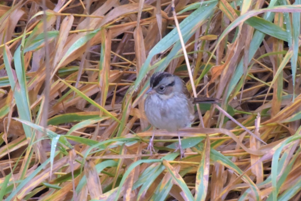 Swamp Sparrow - ML121512971