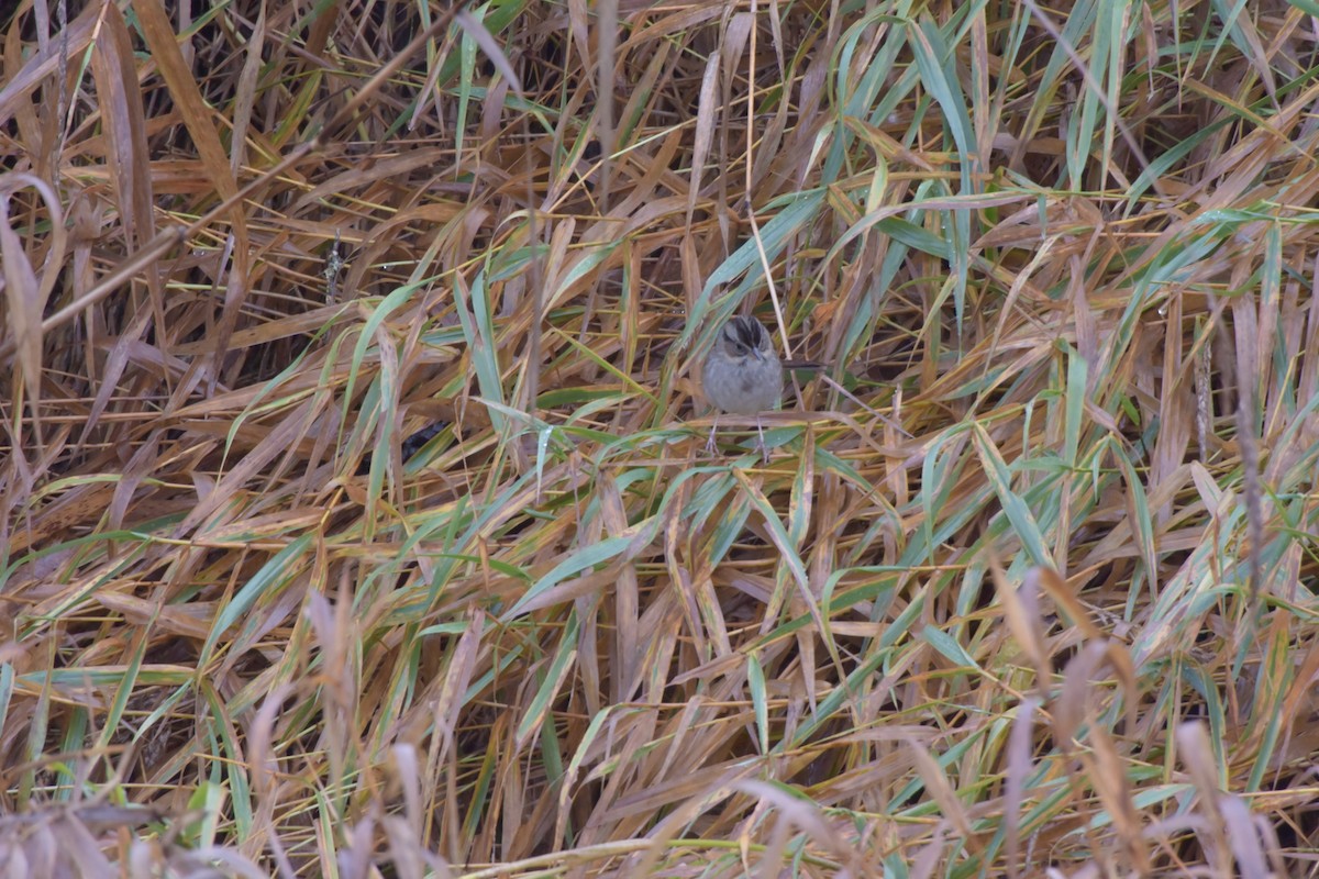 Swamp Sparrow - ML121512991