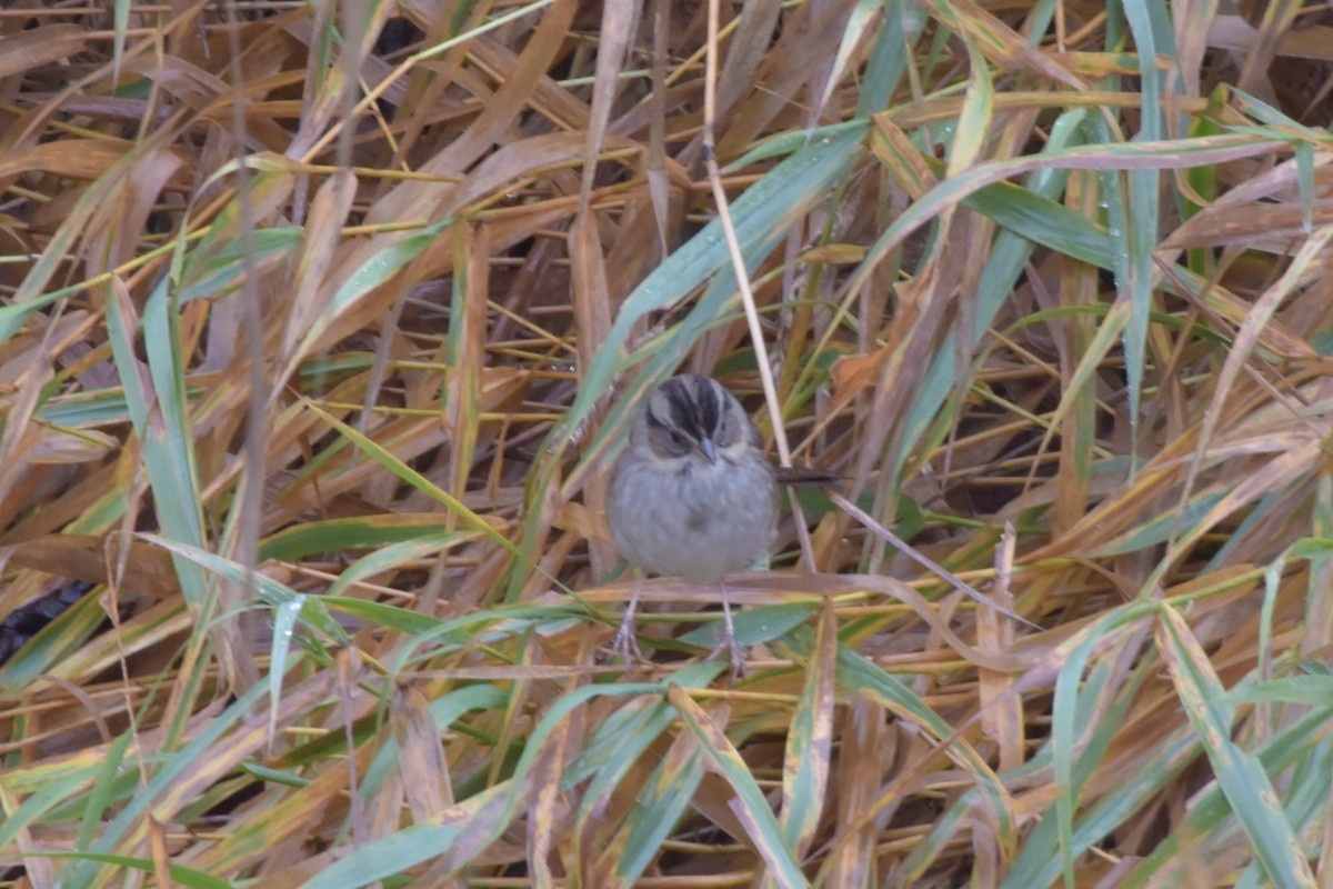 Swamp Sparrow - ML121513151