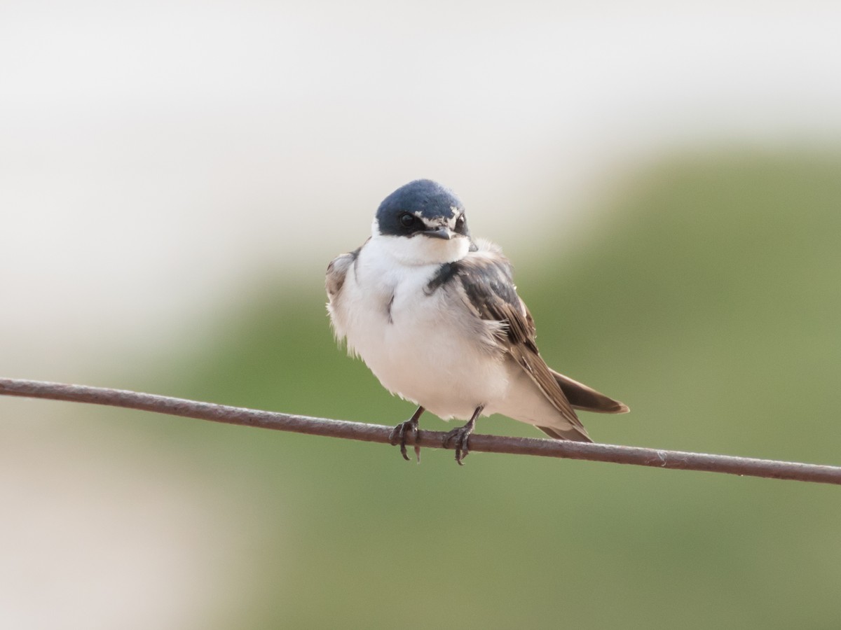 White-rumped Swallow - Hernán Rojo