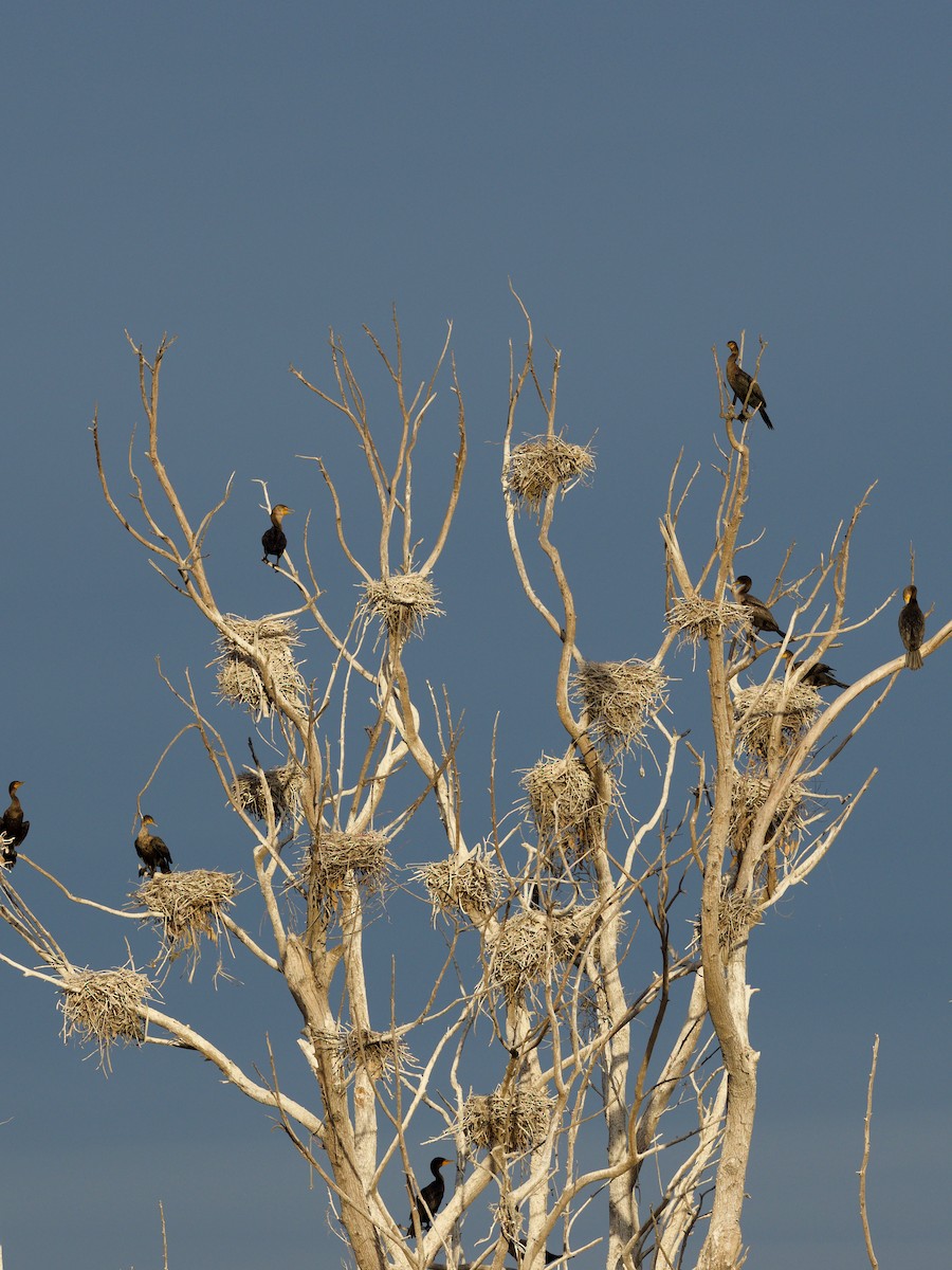 Double-crested Cormorant - Steven Hunter