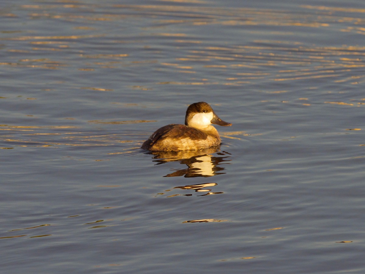 Ruddy Duck - Steven Hunter