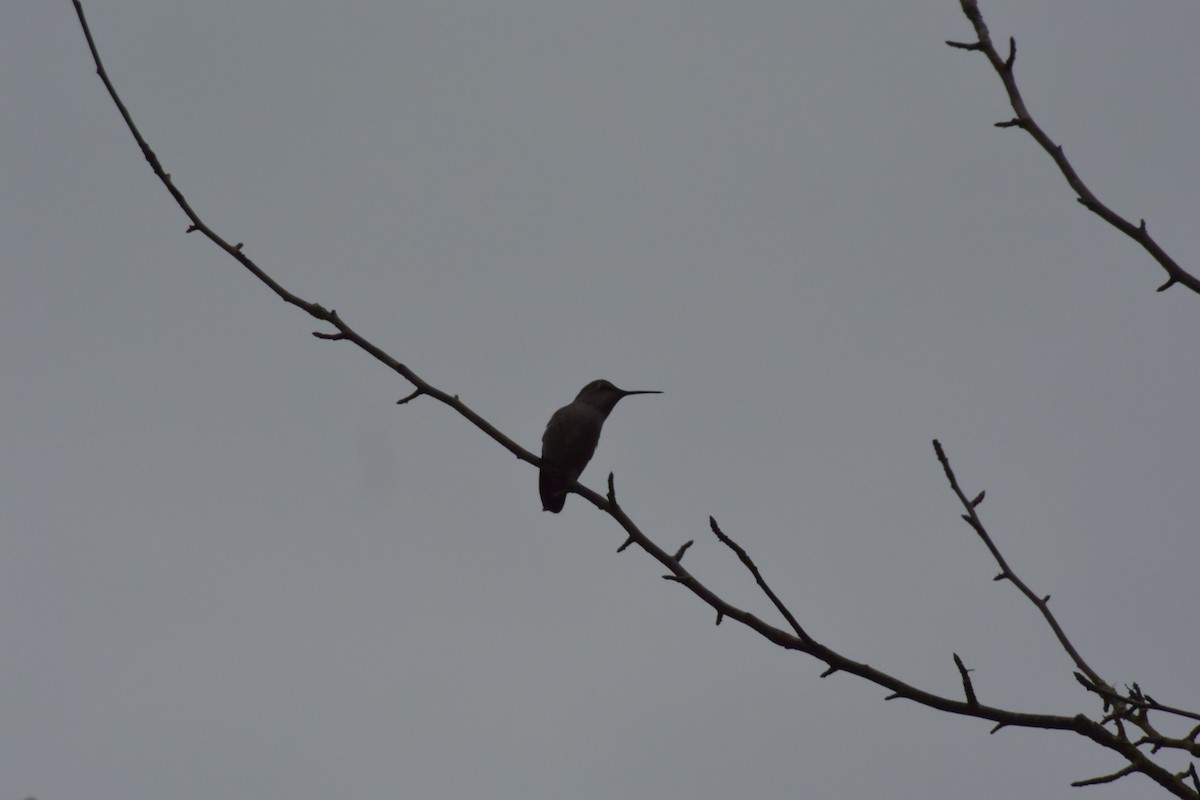 Anna's Hummingbird - ML121514151