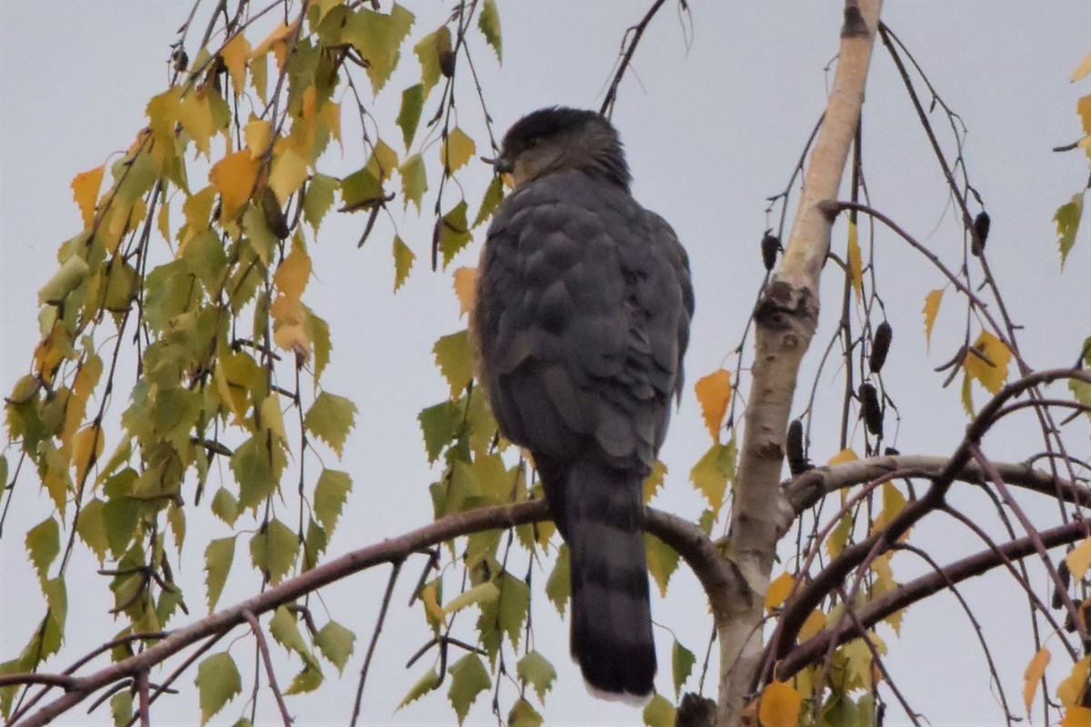 Cooper's Hawk - ML121514601