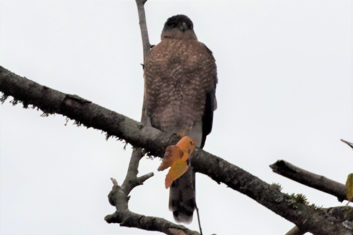 Cooper's Hawk - Mark McAnally