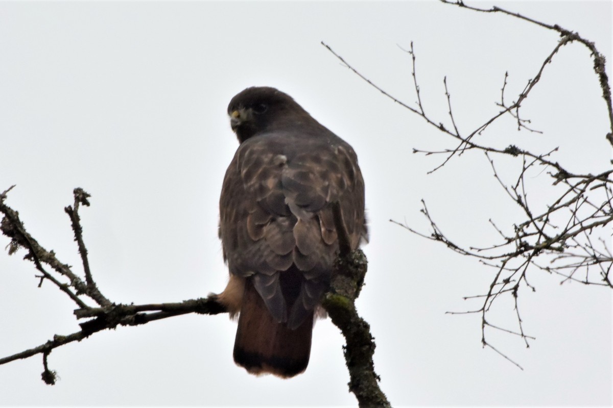 Red-tailed Hawk - Mark McAnally