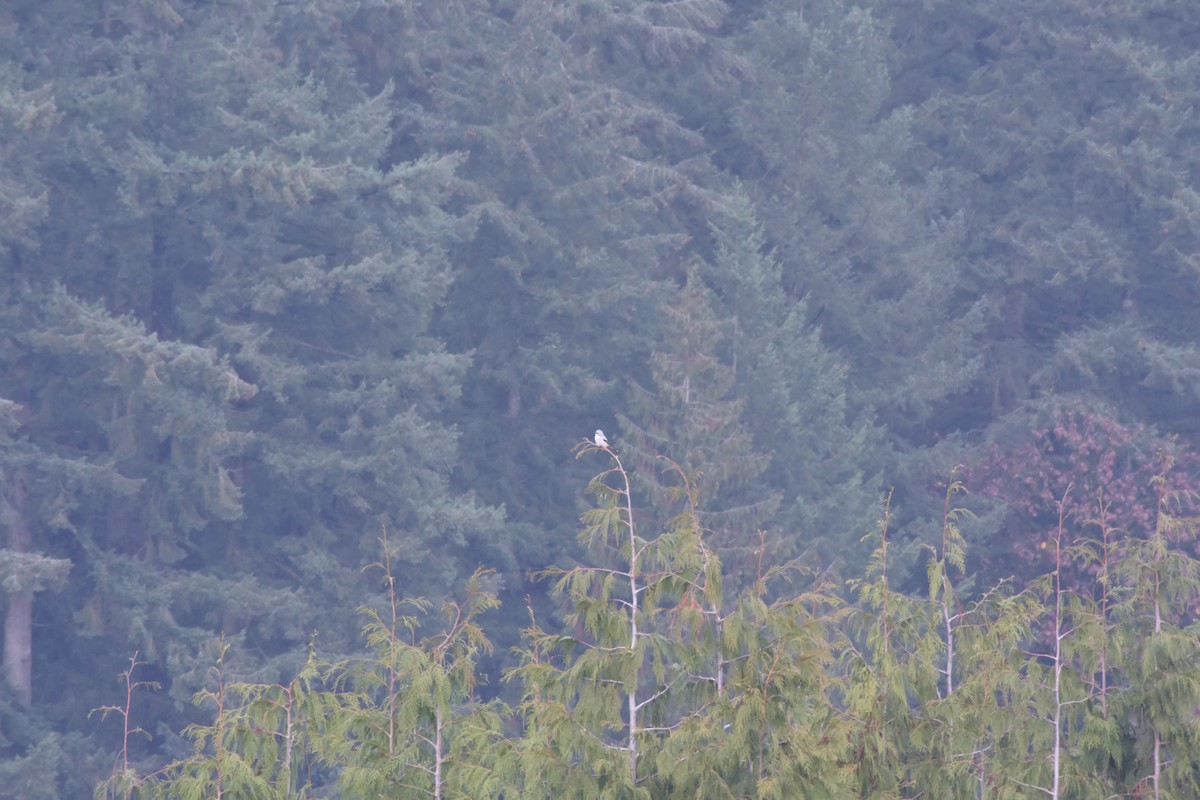 Northern Shrike - Mark McAnally