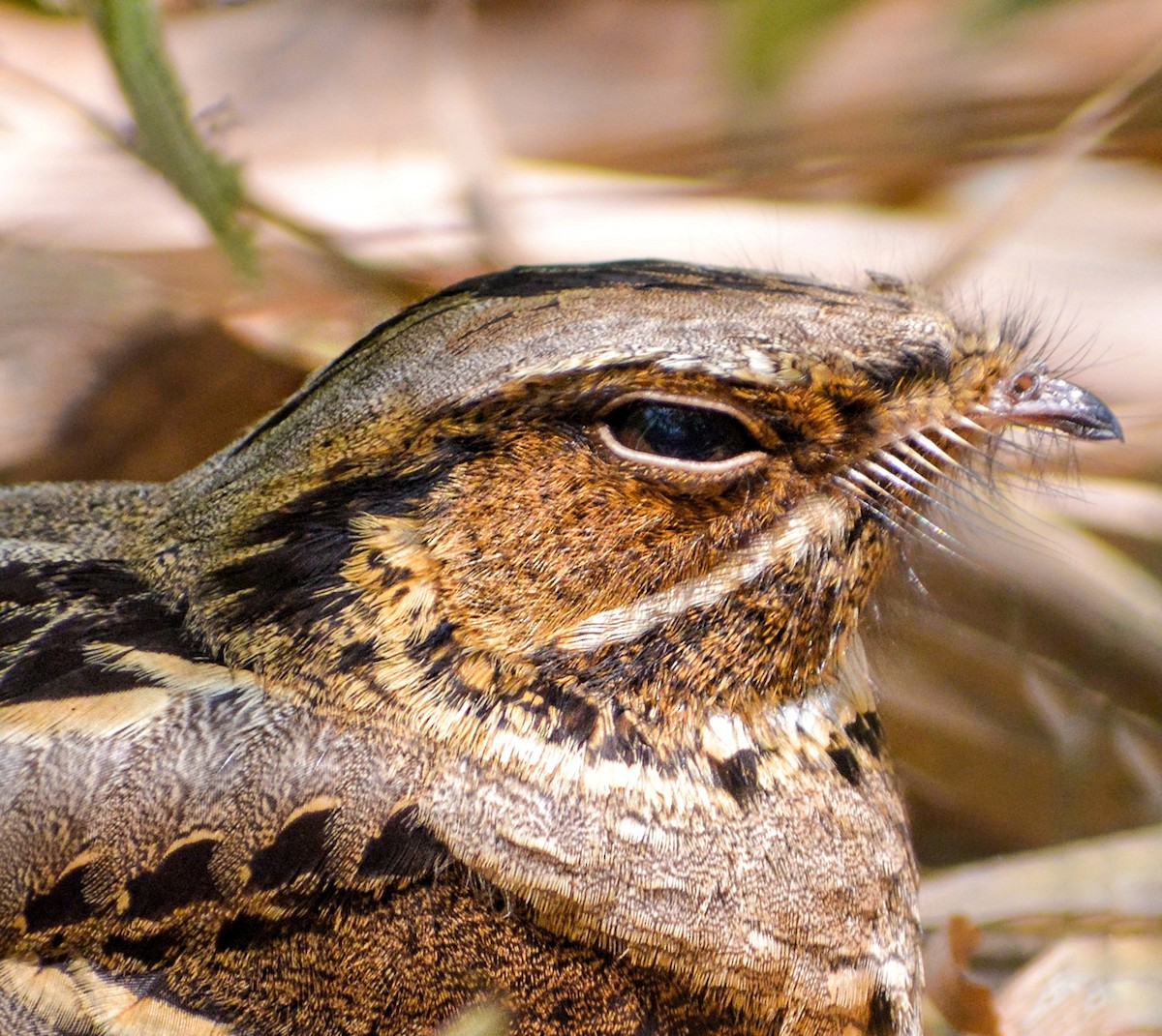 Large-tailed Nightjar - ML121514921