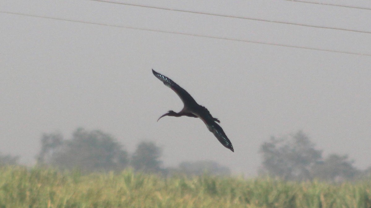 ibis hnědý - ML121515121