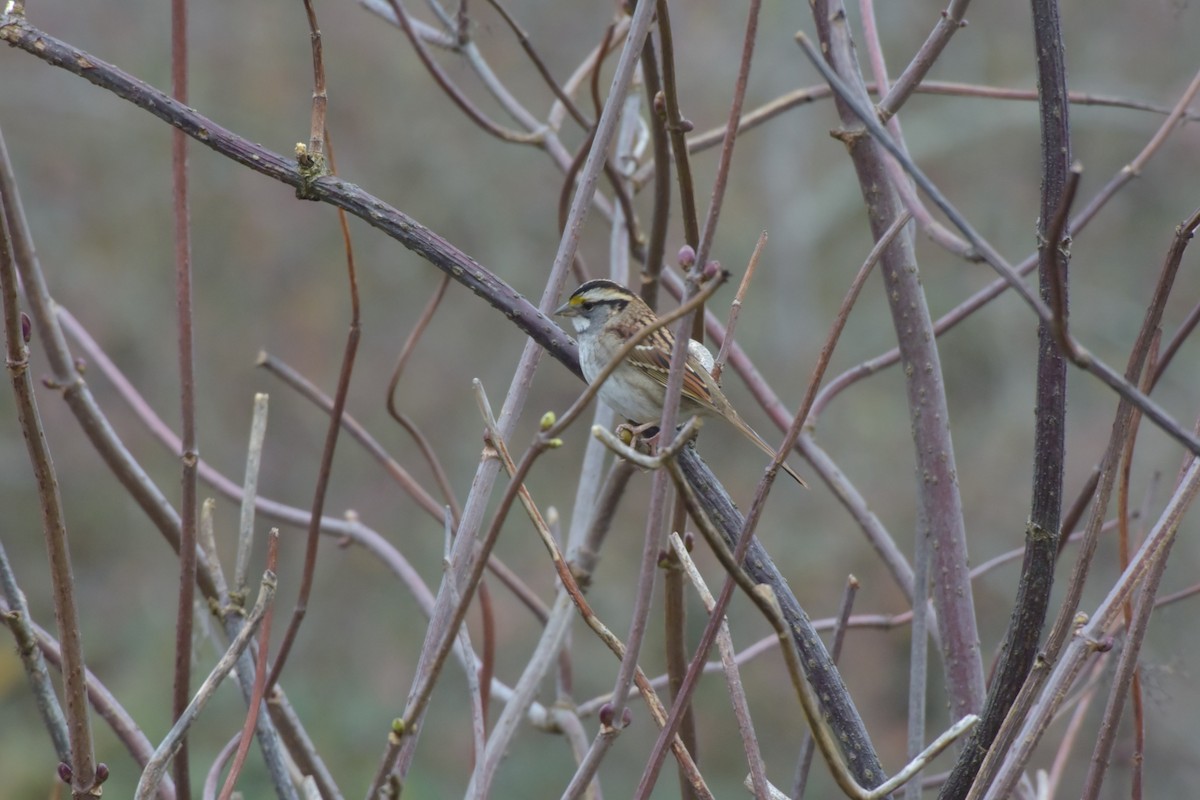 White-throated Sparrow - Mark McAnally