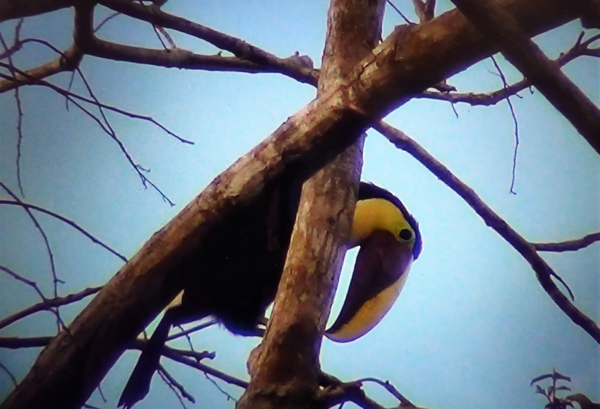 Yellow-throated Toucan (Chestnut-mandibled) - Rustom Jamadar