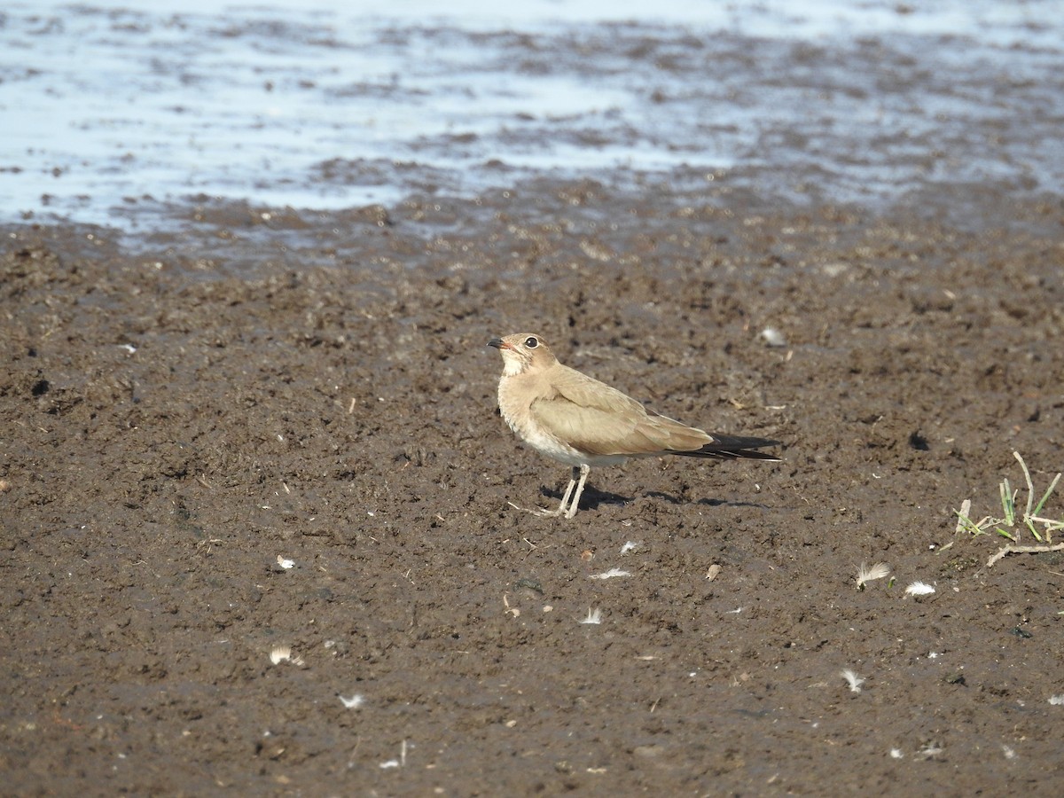 Oriental Pratincole - ML121518511