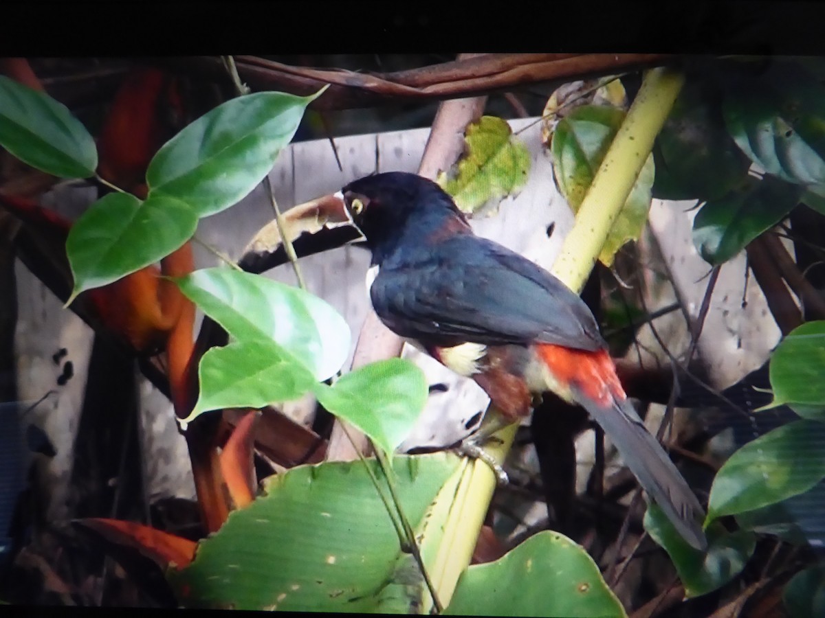 Collared Aracari - ML121518721