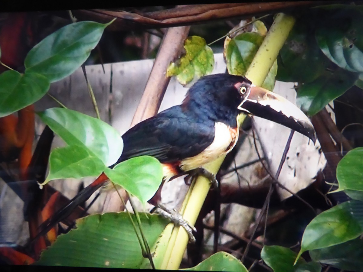 Collared Aracari - ML121518731