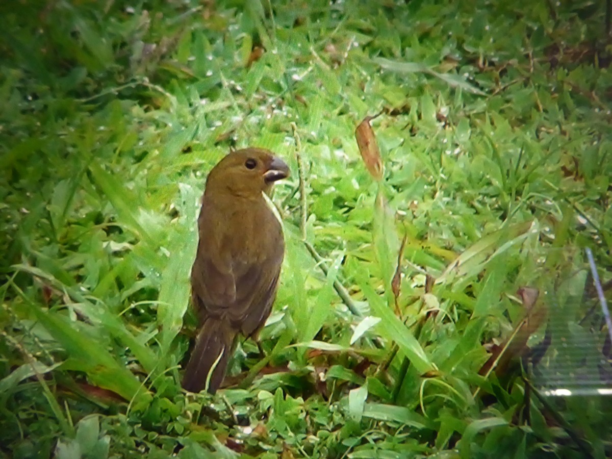 Variable Seedeater - ML121519131