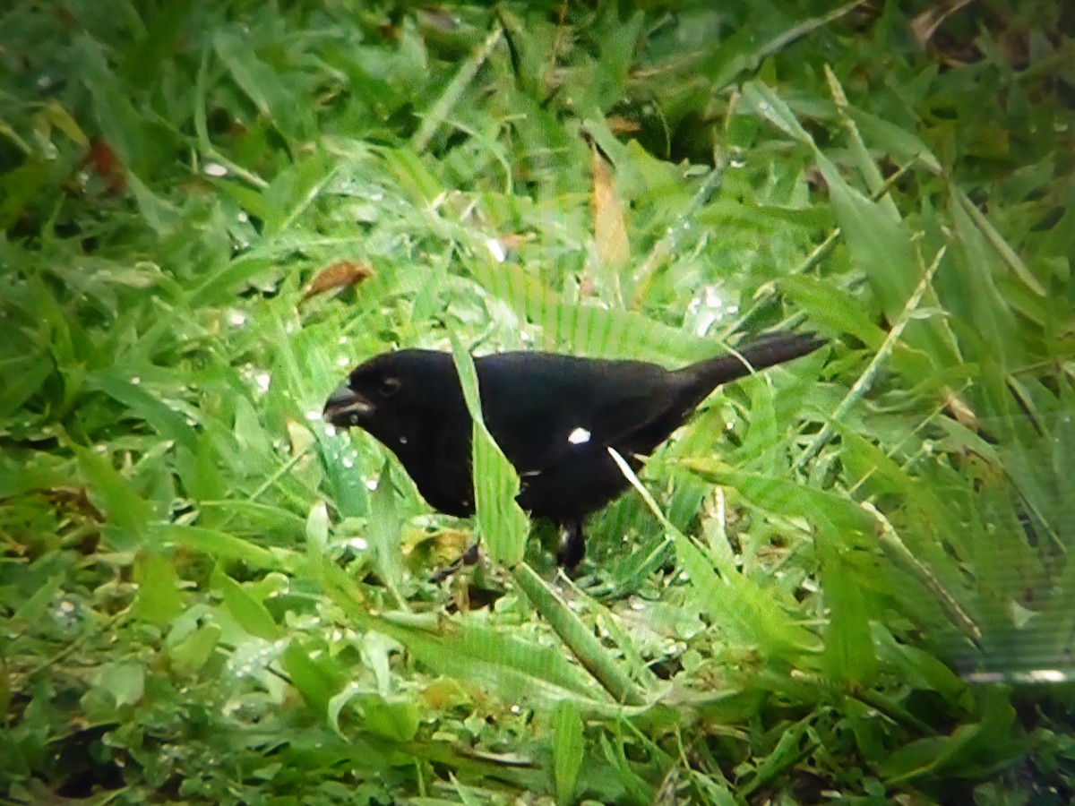 Variable Seedeater - ML121519141