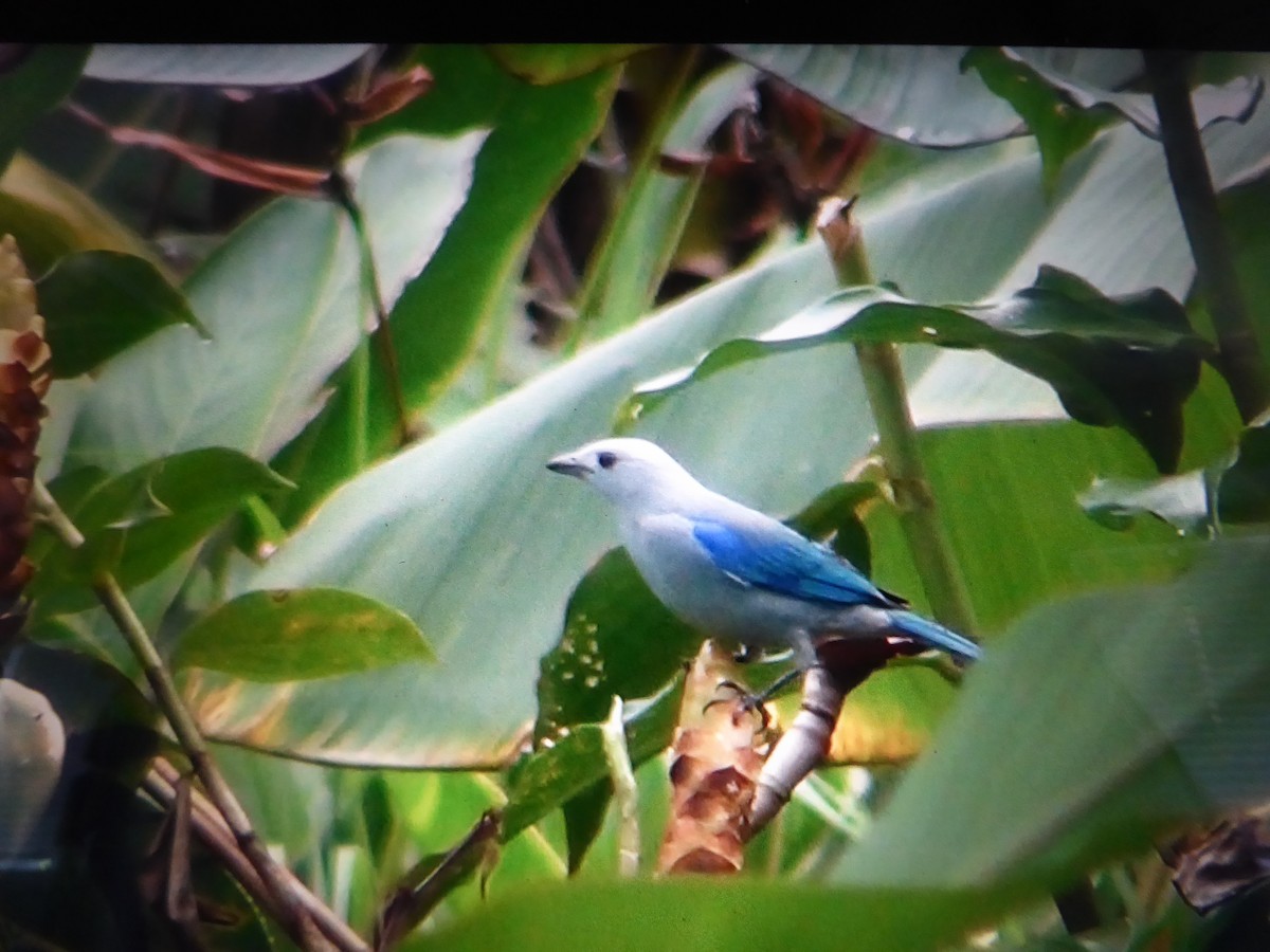Blue-gray Tanager - ML121519201