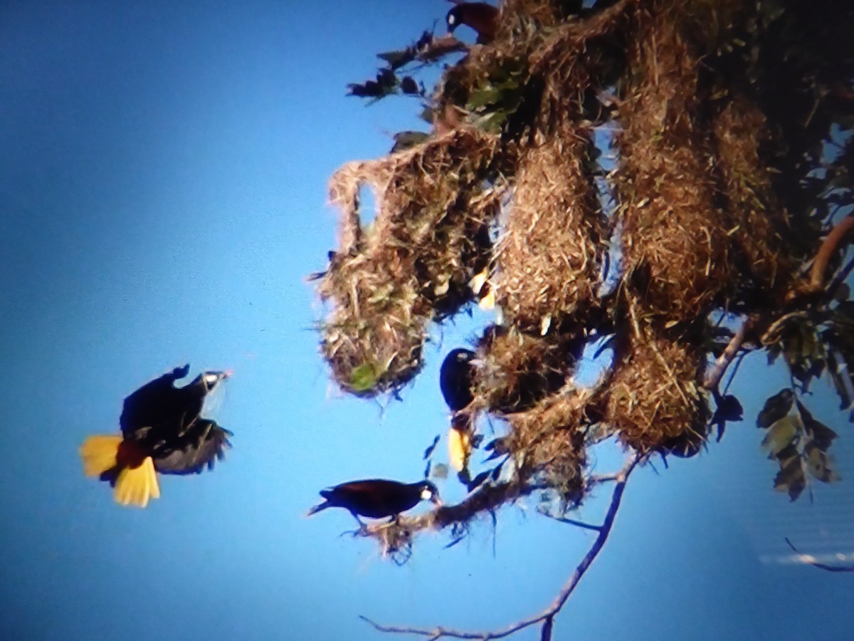 Montezuma Oropendola - ML121519491