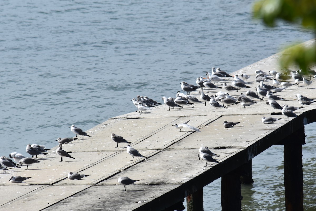 Royal Tern - Sara Newman